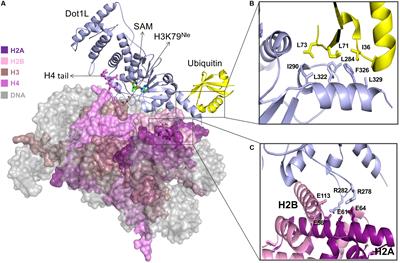 Structural Paradigms in the Recognition of the Nucleosome Core Particle by Histone Lysine Methyltransferases